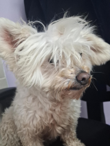 Bichon Bichon