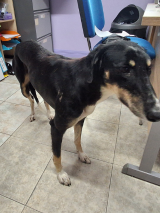 Lurcher---Ballymahon- Lurcher---Ballymahon--