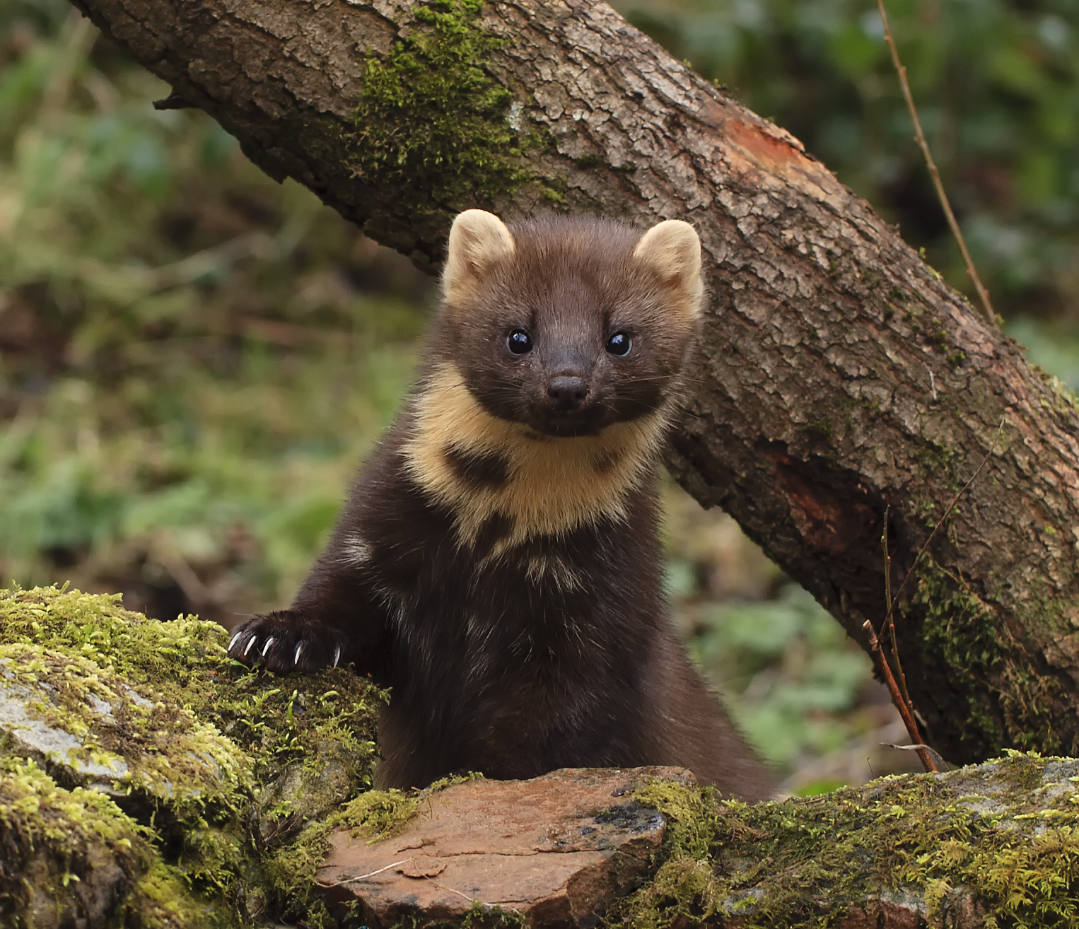 Pine-marten