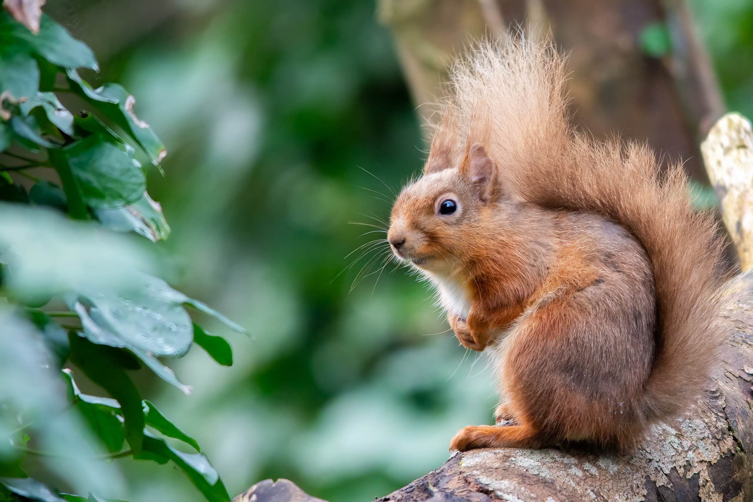 Red-squirrel