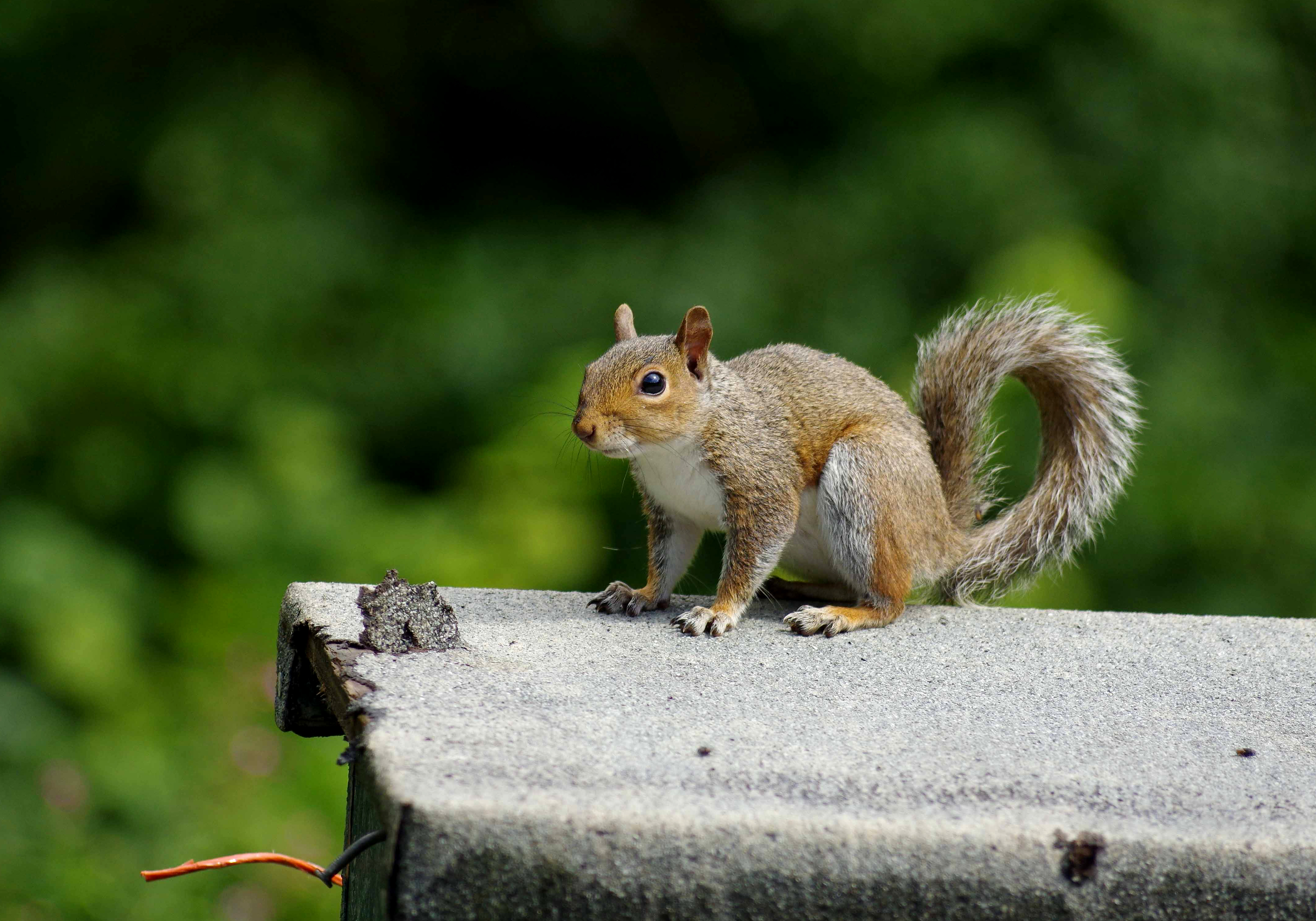 Squirrel-Grey