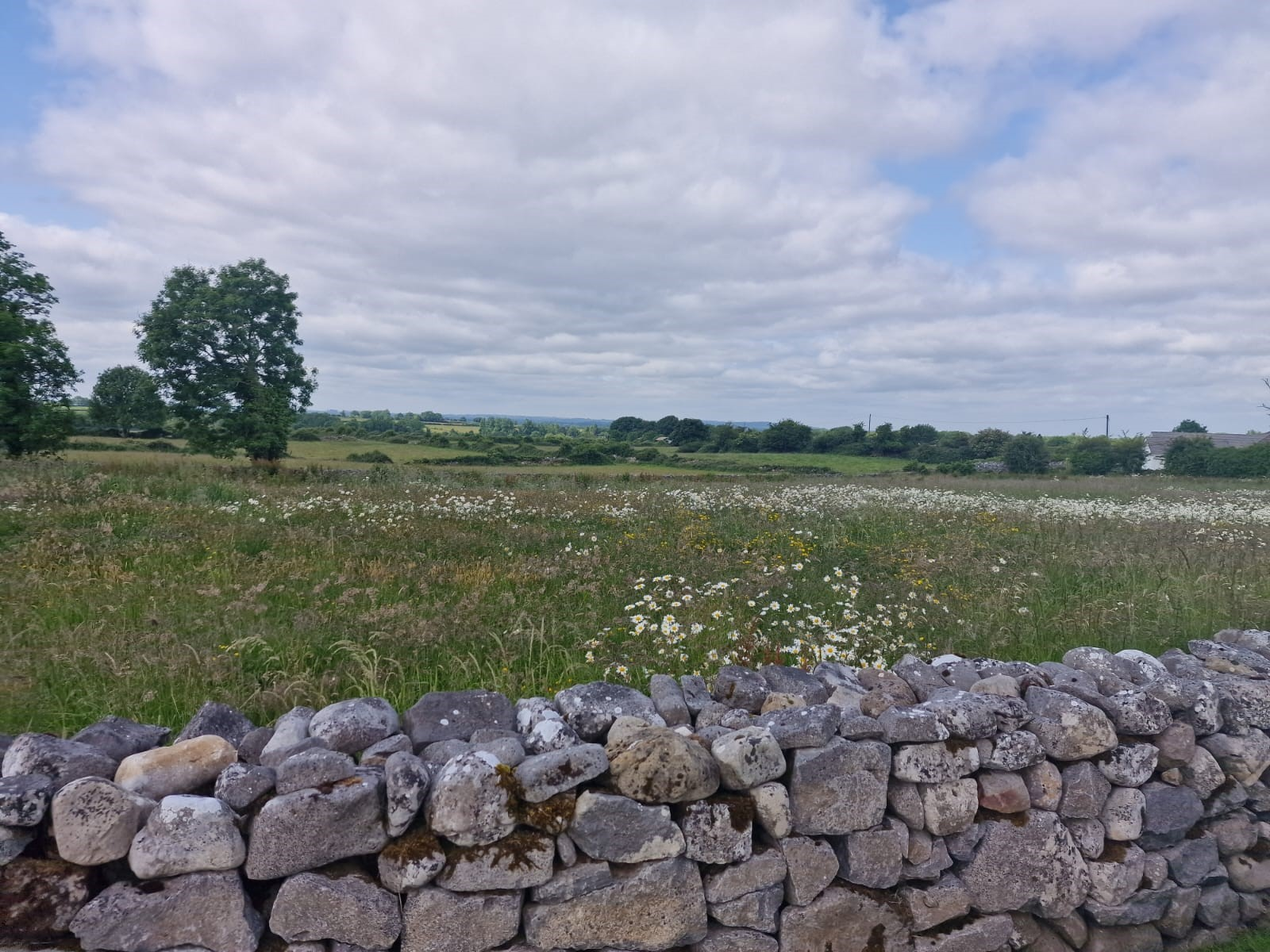 Wildflower-meadow-Newtowncashel Wildflower-meadow-Newtowncashel